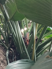 Epipremnum giganteum