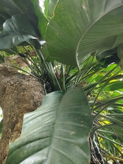 Epipremnum giganteum