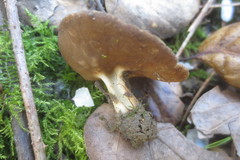 Helvellaceae
