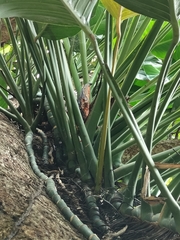 Epipremnum giganteum