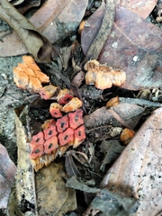 Epipremnum giganteum