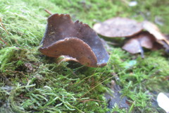 Helvellaceae
