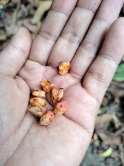 Epipremnum giganteum