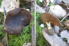 Helvellaceae