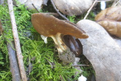Helvellaceae