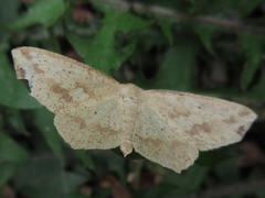 Pareclipsis gracilis