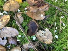 Helvellaceae
