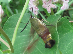 Cephonodes hylas