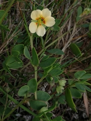 Roepera maritima