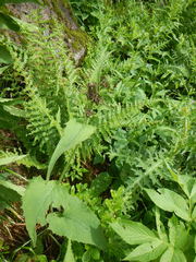 Saussurea sessiliflora