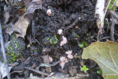 Pachyphlodes virescens