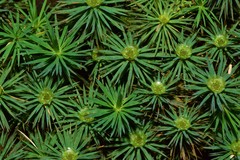 Dawsonia superba