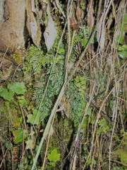 Asplenium richardii