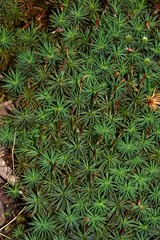 Dawsonia superba