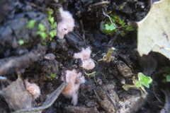 Pachyphlodes virescens