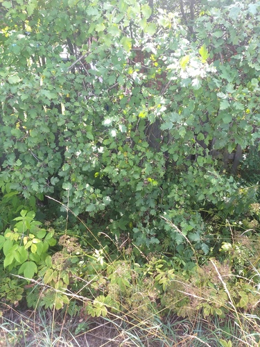 Crataegus nigra, photograph 1