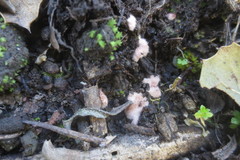 Pachyphlodes virescens