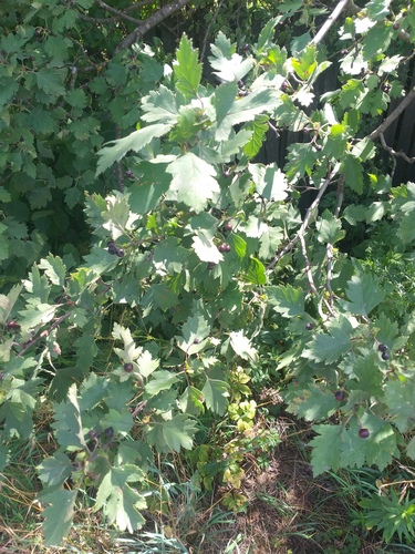 Crataegus nigra, photograph 2