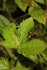 Dasineura ulmaria