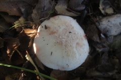 Amanita novinupta