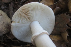 Amanita novinupta
