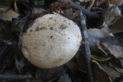 Amanita novinupta