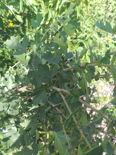 Crataegus nigra, photograph 5
