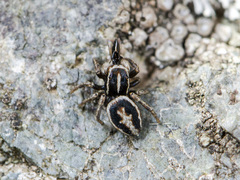 Attulus talgarensis