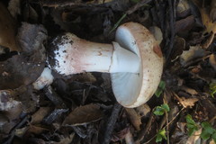 Amanita novinupta