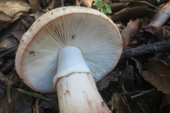 Amanita novinupta
