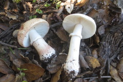 Amanita novinupta
