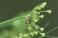 Sphenella marginata
