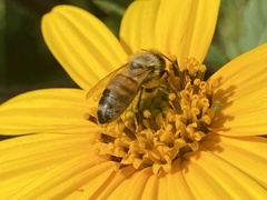 Apis mellifera