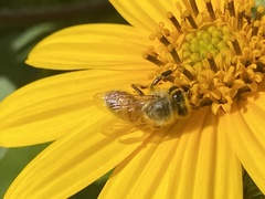 Apis mellifera