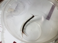 Scolopendra subspinipes