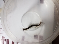 Scolopendra subspinipes