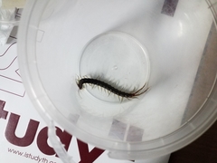 Scolopendra subspinipes