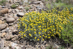 Teucrium aureum