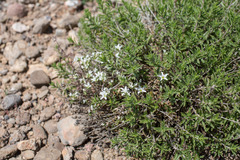 Arenaria aggregata