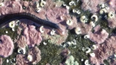 Odontosyllis polycera