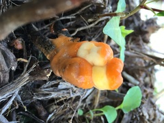 Fusicolla merismoides