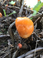 Fusicolla merismoides