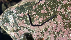 Odontosyllis polycera