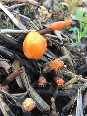 Fusicolla merismoides