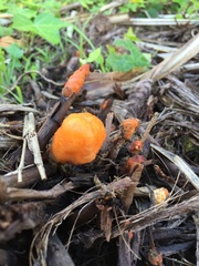 Fusicolla merismoides