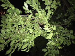Fusicolla merismoides