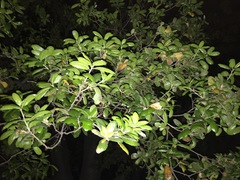 Fusicolla merismoides