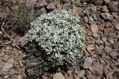 Arenaria aggregata