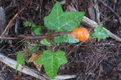 Fusicolla merismoides