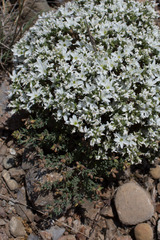 Arenaria aggregata